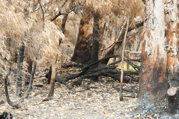 Árboles Fuego Bush Australia — Foto de Stock
