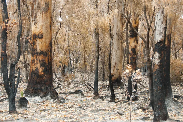 Bush Ognia Drzew Australia — Zdjęcie stockowe