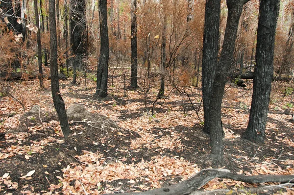 Árboles Fuego Bush Australia — Foto de Stock