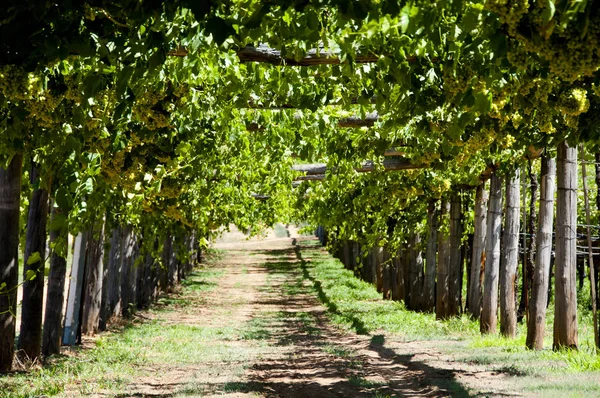 Uvas Chardonnay Swan Valley — Fotografia de Stock