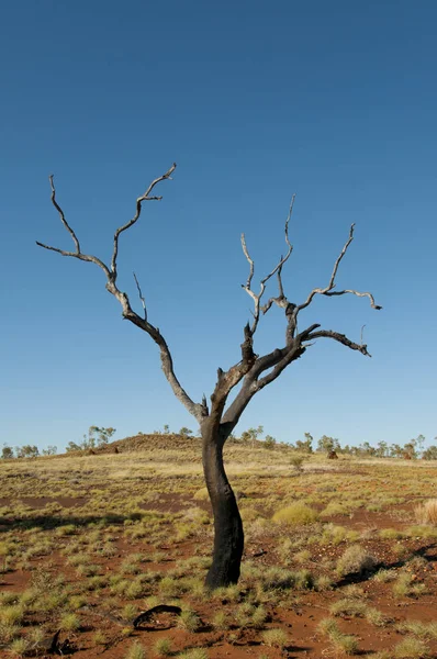 Árvore Queimada Outback Austrália — Fotografia de Stock