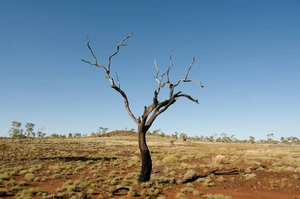 Spalone Drzewo Chory Australia — Zdjęcie stockowe