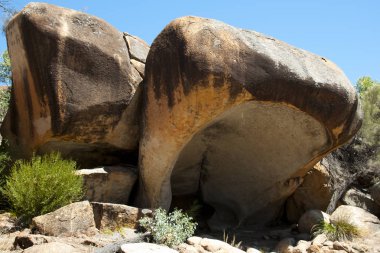Su aygırı esneme - Hyden - Avustralya