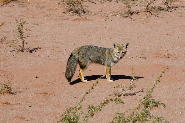 Renard Désert Parc National Talampaya Argentine — Photo