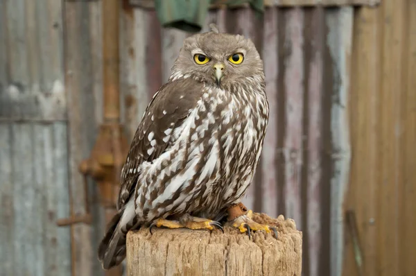Barking Owl Tronco — Foto Stock