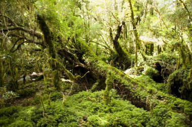 Büyülü Orman - Queulat Milli Parkı - Şili
