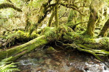 Büyülü Orman - Queulat Milli Parkı - Şili