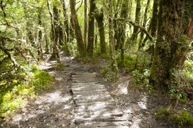 Enchanted Forest - Queulat National Park - Chile clipart