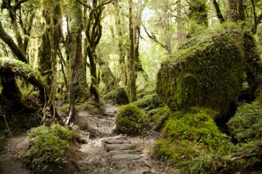 Enchanted Forest - Queulat National Park - Chile clipart