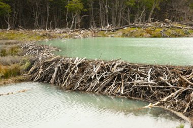 Kunduz Barajı - Tierra Del Fuego - Arjantin