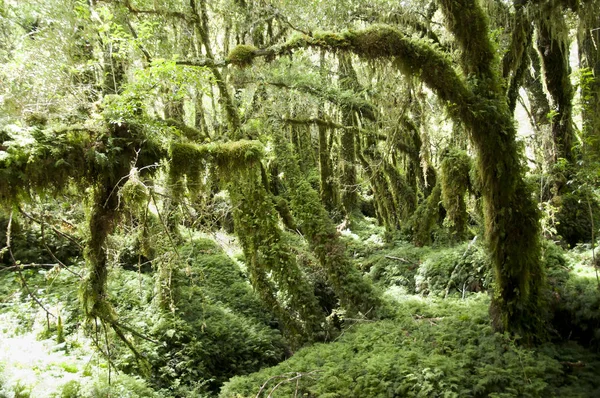 Μαγεμένο Δάσος Queulat Εθνικό Πάρκο Χιλή — Φωτογραφία Αρχείου