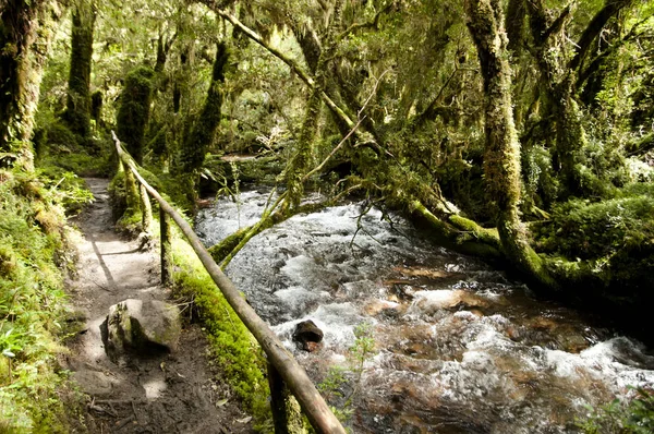 Forêt Enchantée Parc National Queulat Chili — Photo
