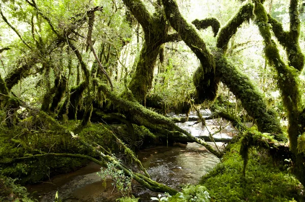 Enchanted Forest - Queulat National Park - Chile