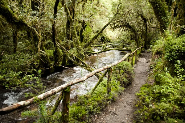 Enchanted Forest - Queulat National Park - Chile