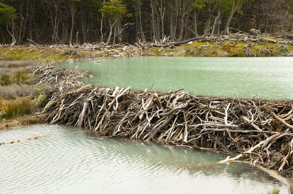 Beaver Dam Tierra Del Fuego Argentina — Stock Photo, Image