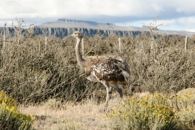 Rhea - Torres Del Paine - Şili