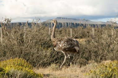 Rhea - Torres Del Paine - Şili