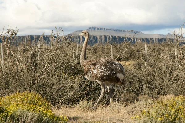 Rhea - Torres Del Paine - Şili
