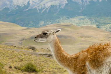 Guanaco - Torres Del Paine - Şili