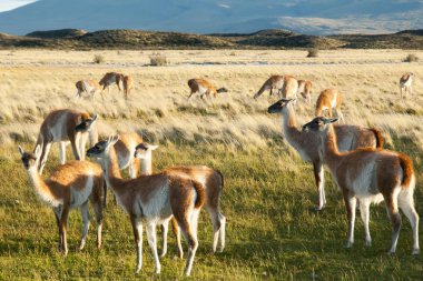 Guanacos - Torres Del Paine - Şili