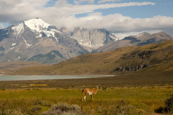 Guanaco Torres Del Paine Chile — Foto de Stock