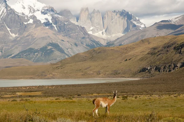 Guanaco Torres Del Paine Chili — Photo