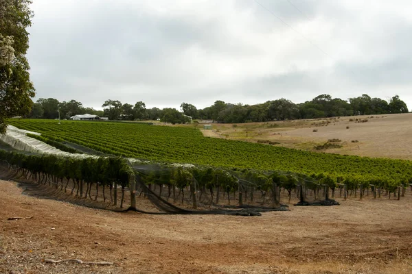 Vineyard Margaret River Ausztrália — Stock Fotó