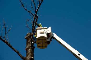 Kova asansörde Felling ağaç