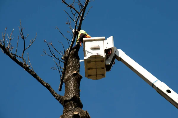 Kova asansörde Felling ağaç
