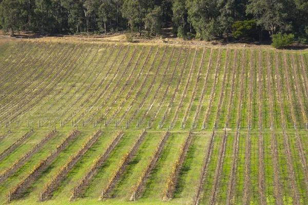 Wijngaard Bickley West Australië — Stockfoto