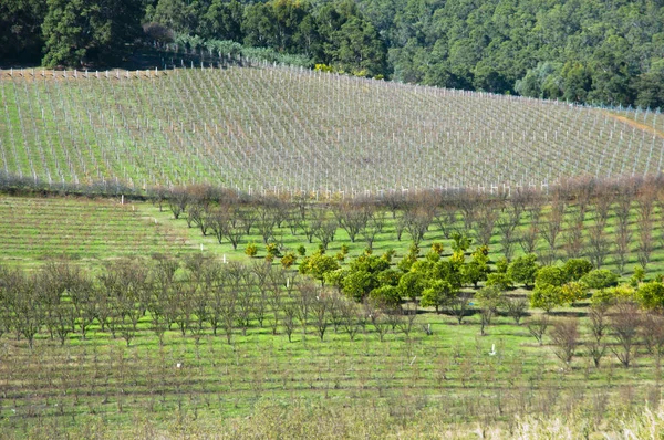 Виноградник Бикли Западная Австралия — стоковое фото
