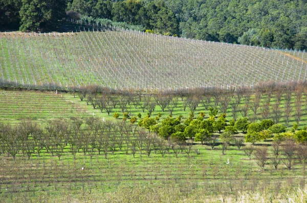 Wijngaard Bickley West Australië — Stockfoto