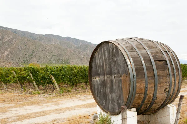 Wine Barrel Vineyard Cafayate Аргентина — стоковое фото