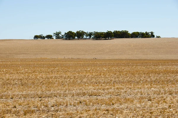 Уборочные Поля Пшеницы Австралия — стоковое фото