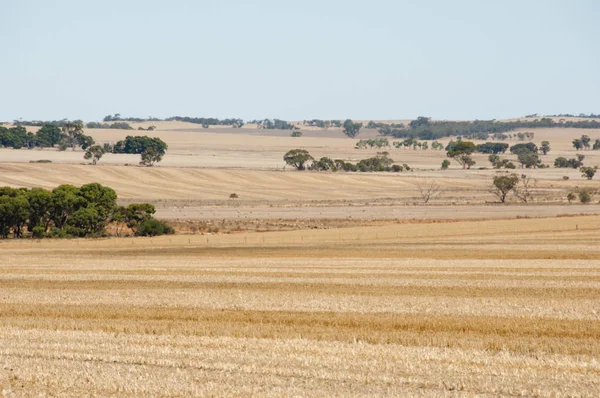 Geoogste Tarwe Velden Australië — Stockfoto