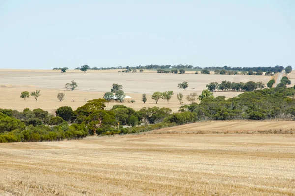 Geoogste Tarwe Velden Australië — Stockfoto