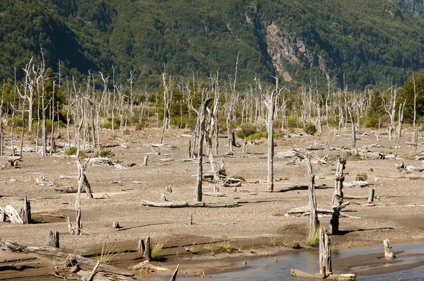 Δάσος Νεκροί Από Έκρηξη Του Ηφαιστείου Hudson Χιλή — Φωτογραφία Αρχείου