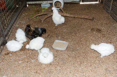 İpek tavuk bir ahırda