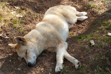 Dingo köpek bir koruma Parkı
