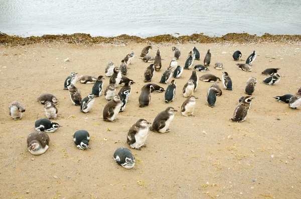 Pinguins Ilha Magdalena Chile — Fotografia de Stock