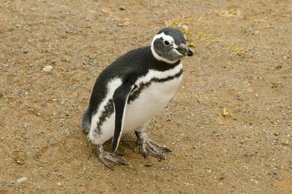 Penguin Magdalena Island Chile — Stock Photo, Image