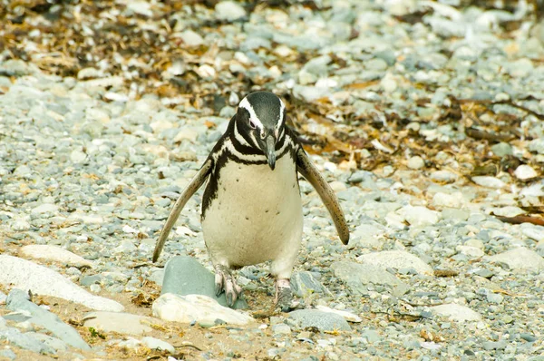 Pinguim Ilha Magdalena Chile — Fotografia de Stock