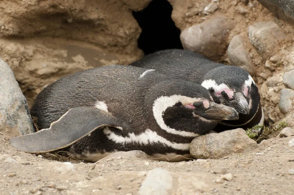 Pinguins Ilha Magdalena Chile — Fotografia de Stock