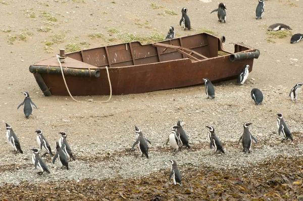 Pinguins Ilha Magdalena Chile — Fotografia de Stock