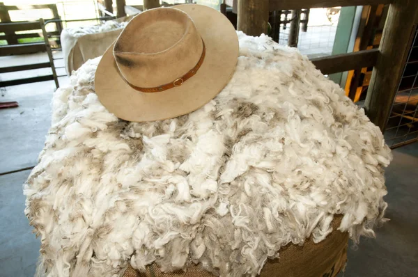 Merino Sheep Wool Industry — Stock Photo, Image