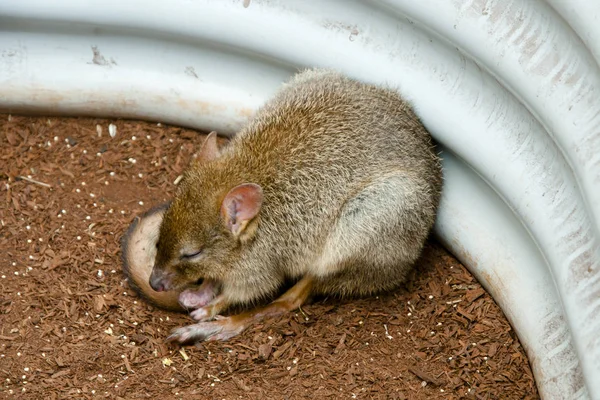 Bettong Pequeno Rato Canguru — Fotografia de Stock