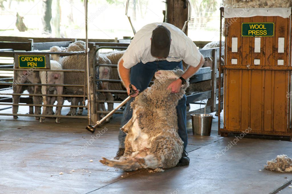 Sheep Shearing in Australia