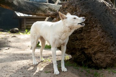 Dingo köpek bir koruma Parkı