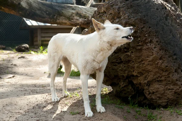 Dingo köpek bir koruma Parkı