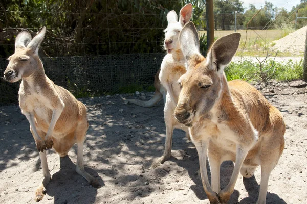 Western Grey Kangaroos Park — Stock Photo, Image